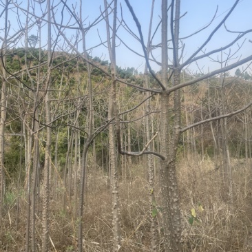木棉花树