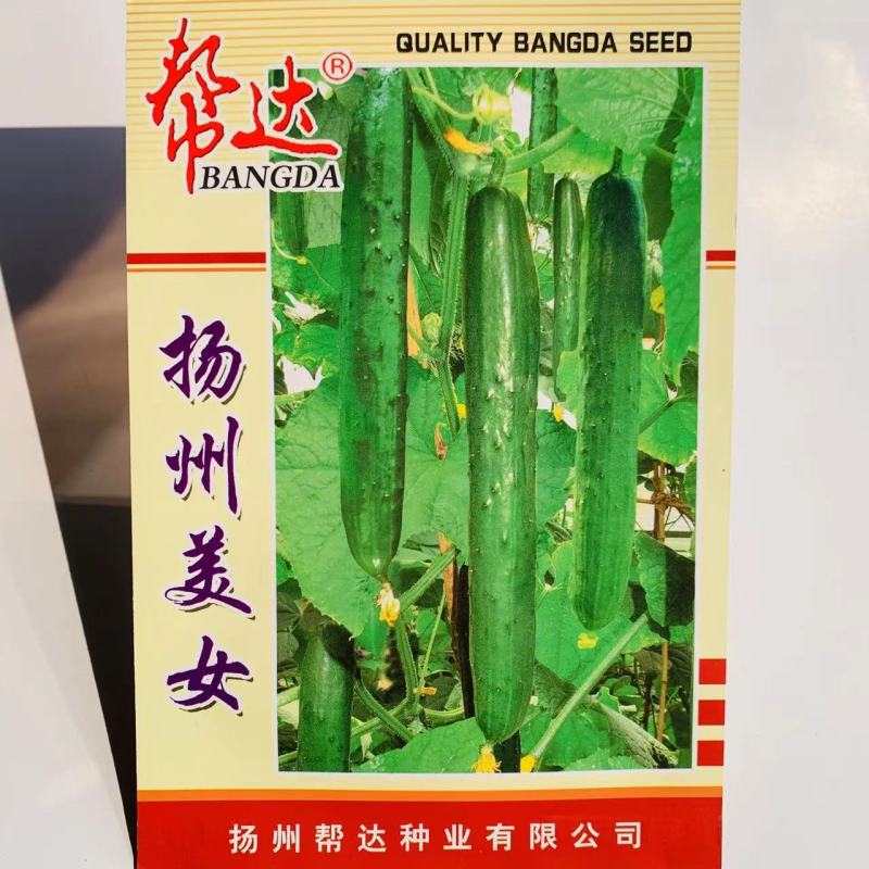 刺瘤少瓜把特短水果黄瓜种子瓜皮深绿色绿瓤口感脆甜黄瓜种籽