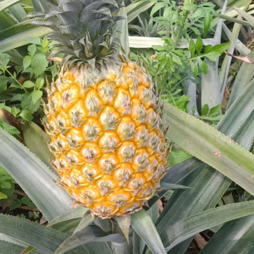 云南香水菠萝凤梨批发一件代发电话详谈