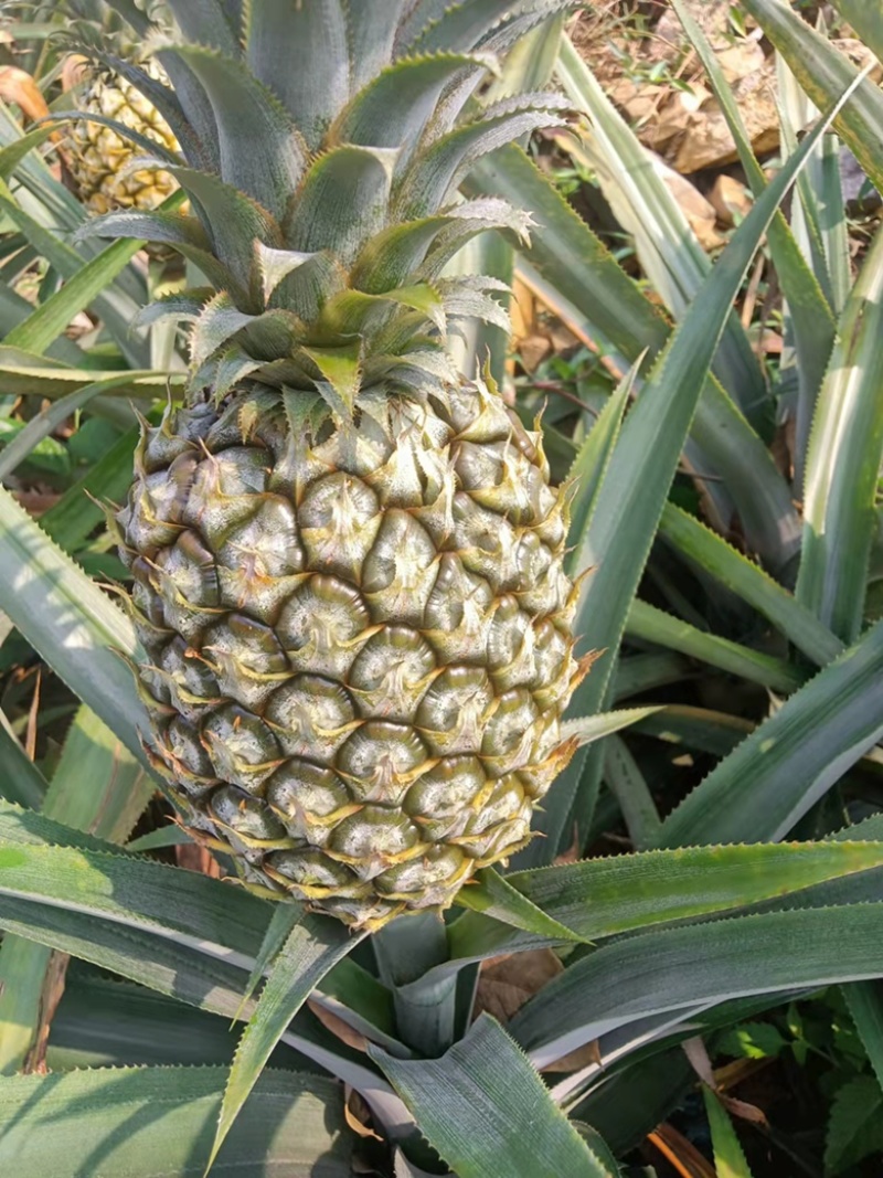 云南香水菠萝凤梨批发一件代发电话详谈