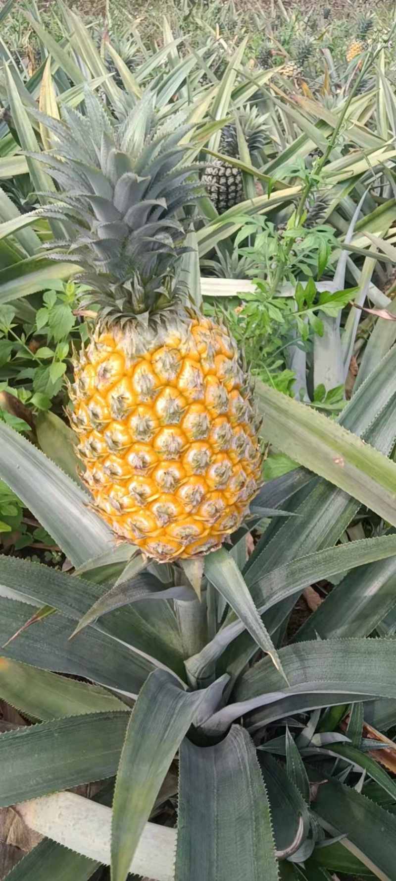 云南香水菠萝凤梨批发一件代发电话详谈