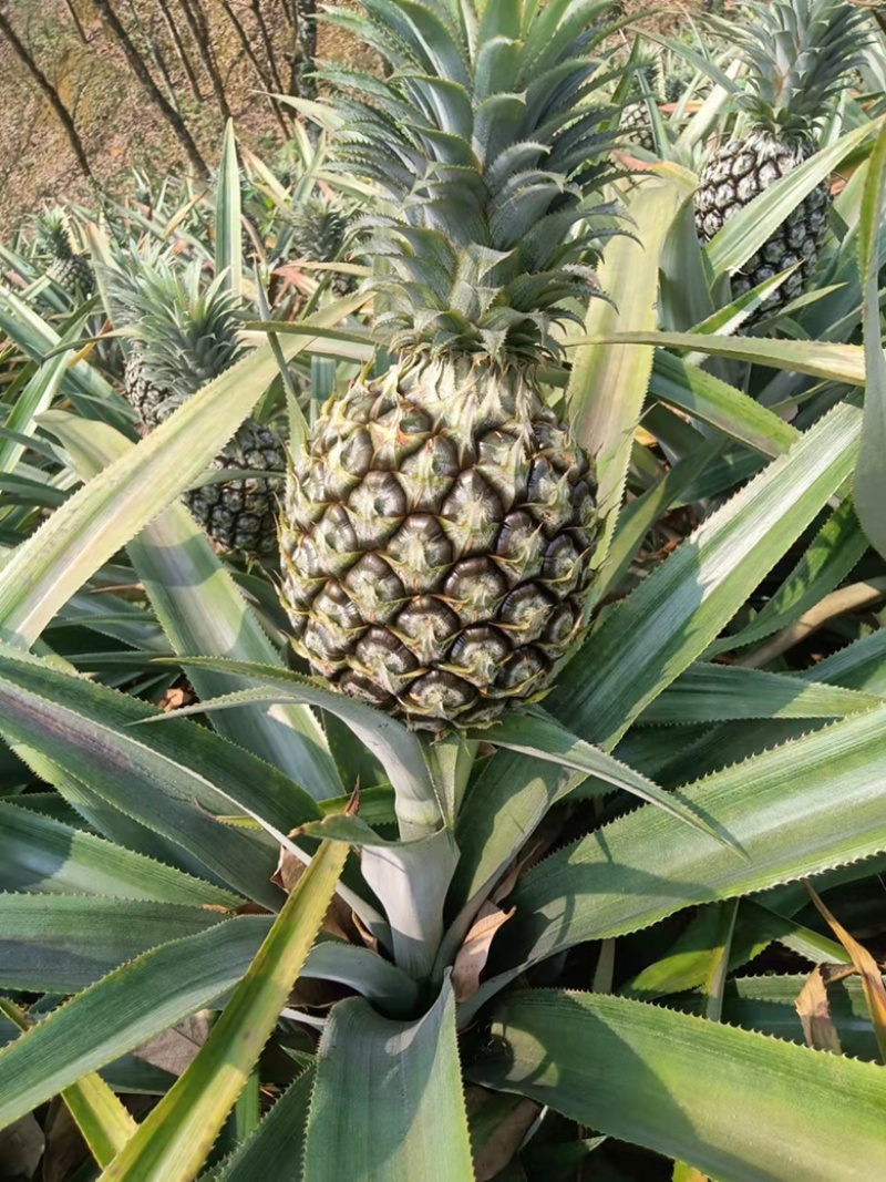 云南香水菠萝凤梨批发一件代发电话详谈