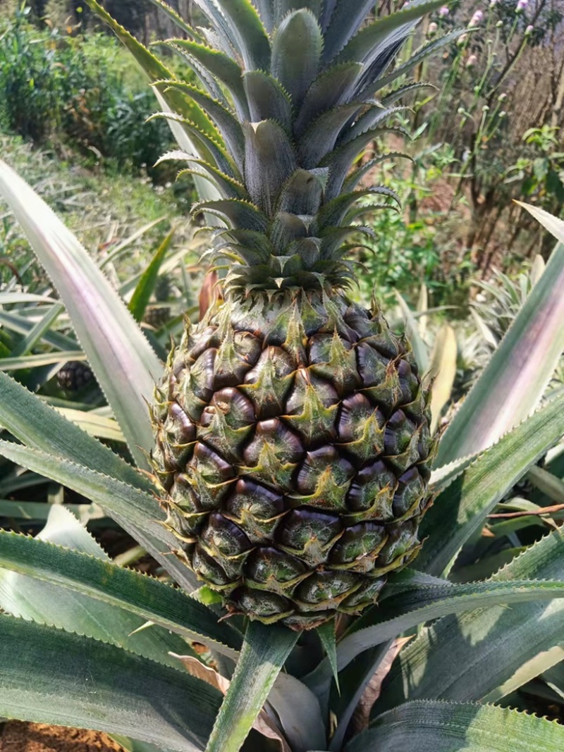 云南香水菠萝凤梨批发一件代发电话详谈