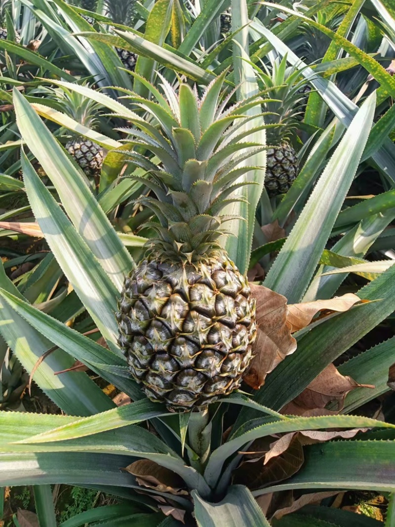 云南香水菠萝凤梨批发一件代发电话详谈