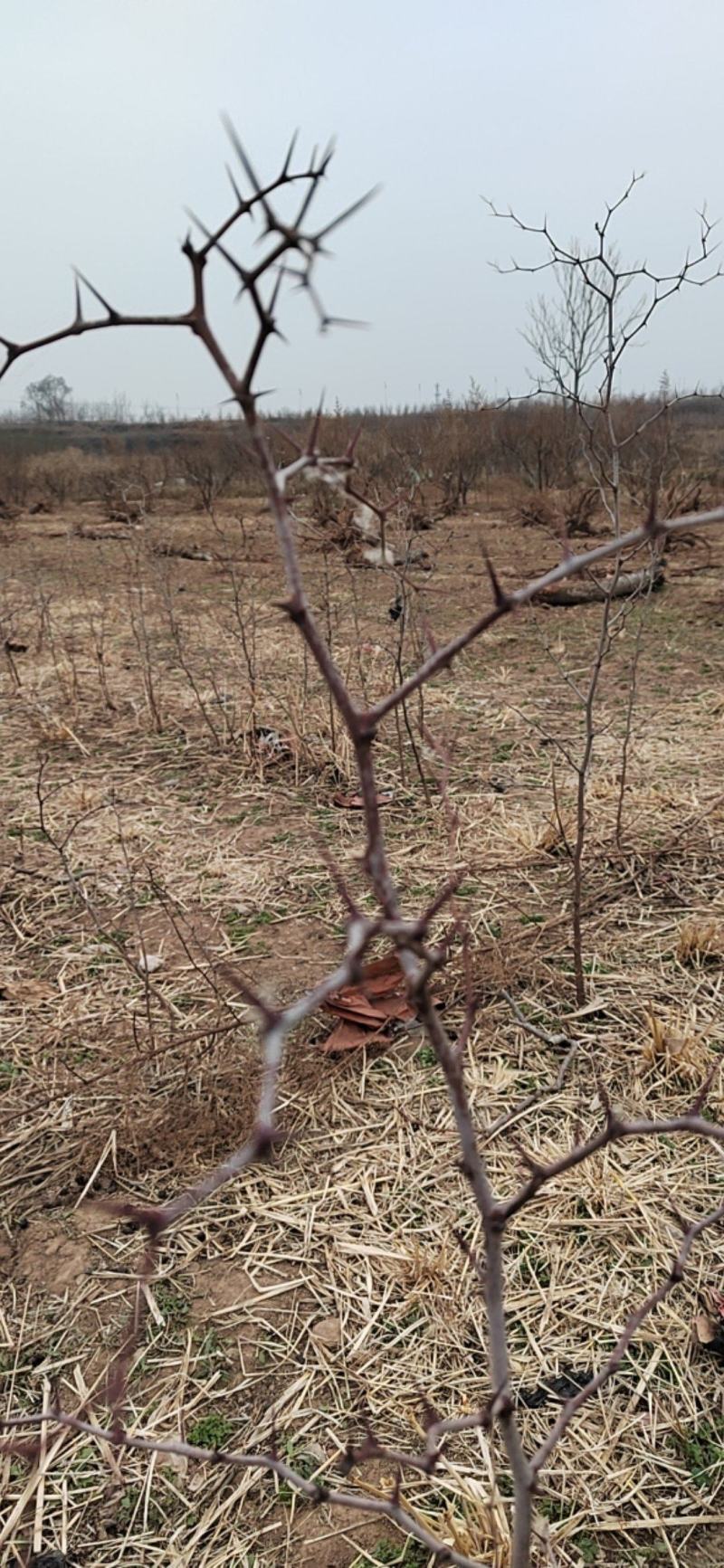 河北邢台道地药材邢枣仁药用酸枣苗一年生苗木