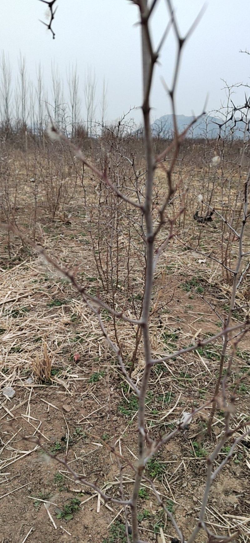 河北邢台道地药材邢枣仁药用酸枣苗一年生苗木