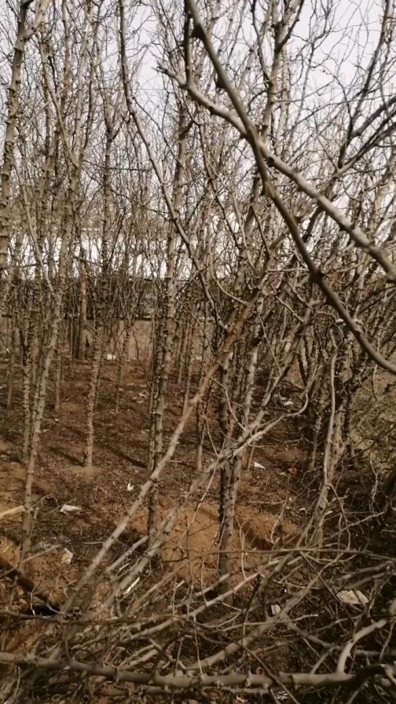 大量出售花椒树，杆粗度5分钟，高3米到4米，根部20公分