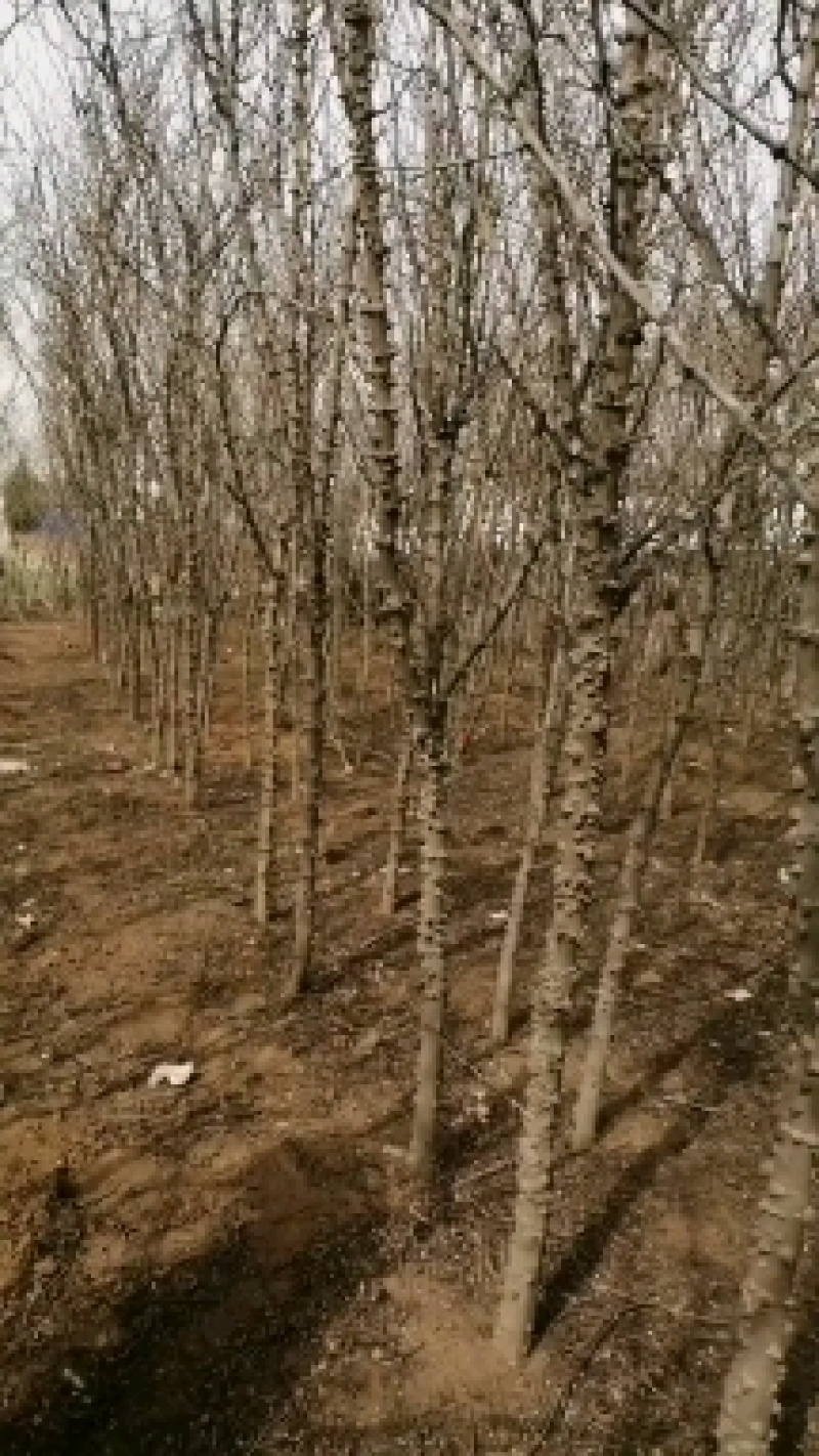 大量出售花椒树，杆粗度5分钟，高3米到4米，根部20公分