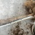 大量出售花椒树，杆粗度5分钟，高3米到4米，根部20公分