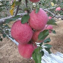 安徽苹果.红富士苹果.膜袋新鲜水果全国代发，支持各大商超