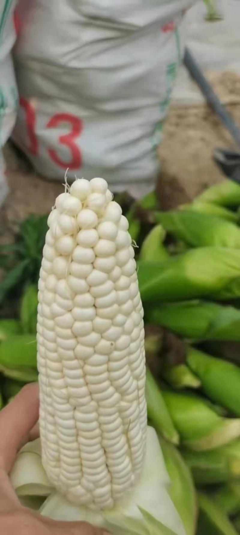 云南省弥勒糯玉米