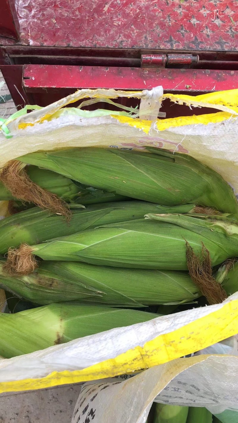云南省弥勒糯玉米