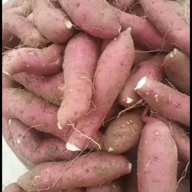 城固红薯3两以上甜面可口红皮白芯现在大量上市中