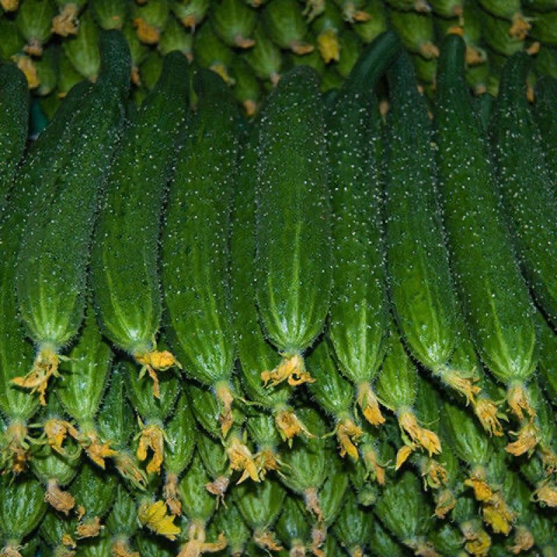 河南夏邑县密刺黄瓜鲜花带刺，条直油亮产地直发质量有保证