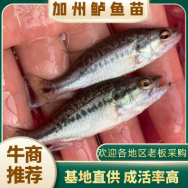 热销加州鲈鱼苗外塘培育成活率高养殖效益高优质
