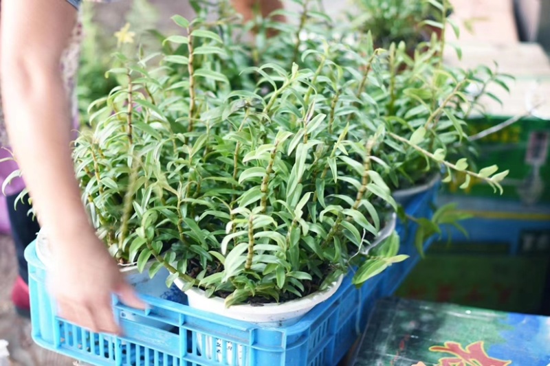 浙江雁荡山本地精品铁皮石斛盆栽基地大量批发零售