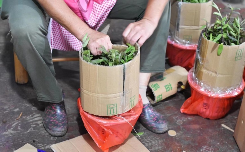 浙江雁荡山本地精品铁皮石斛盆栽基地大量批发零售