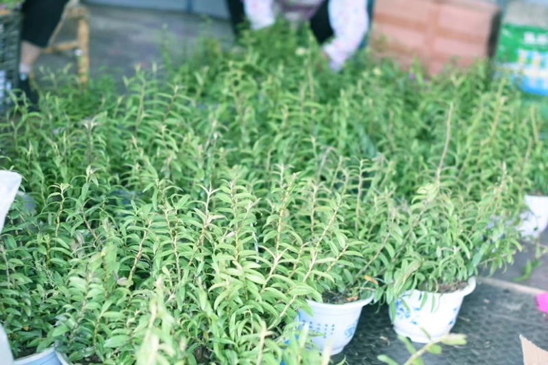 浙江雁荡山本地精品铁皮石斛盆栽基地大量批发零售