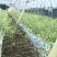 浙江雁荡山本地精品铁皮石斛盆栽基地大量批发零售