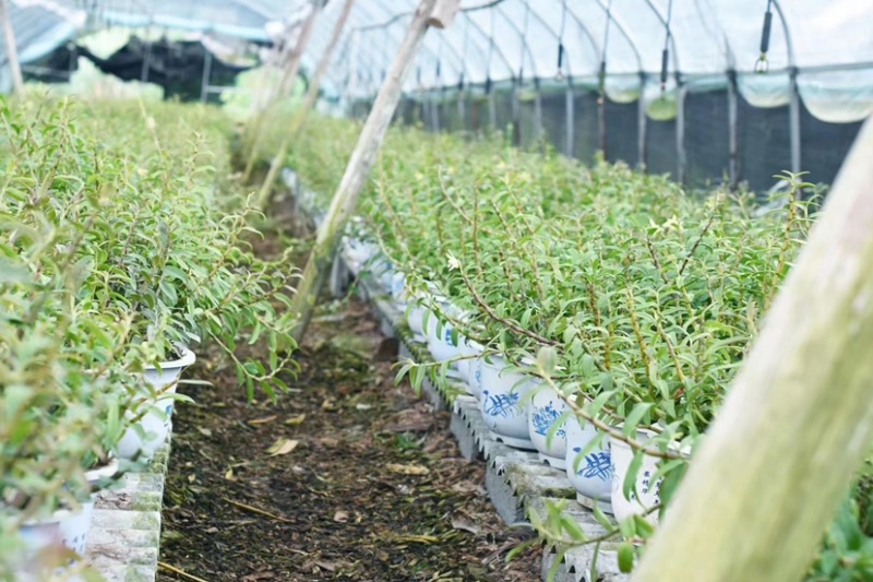 浙江雁荡山本地精品铁皮石斛盆栽基地大量批发零售