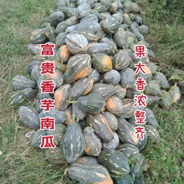 香味浓大果高产富贵香芋南瓜种子口感粉糯