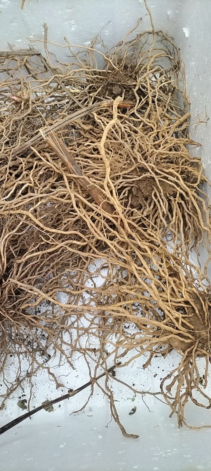 忍冬藤，也叫金银花藤，鲜货，阳枝，价格实惠，