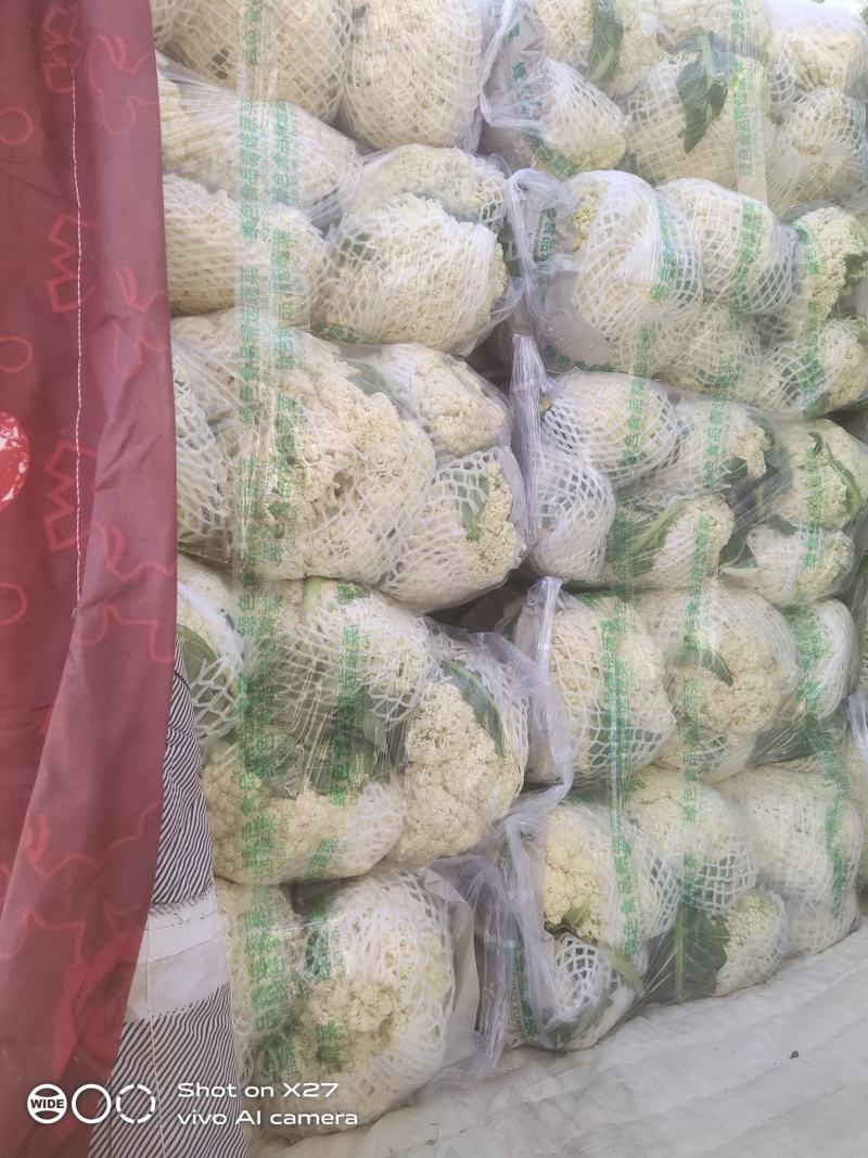 有机花大量有货，产地直销，质量保证，青梗有机花，