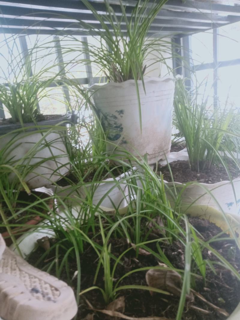 野生连辨兰云南特色
