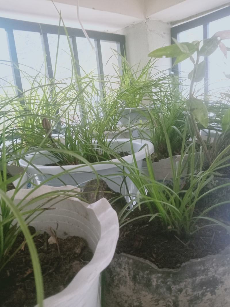 野生连辨兰云南特色