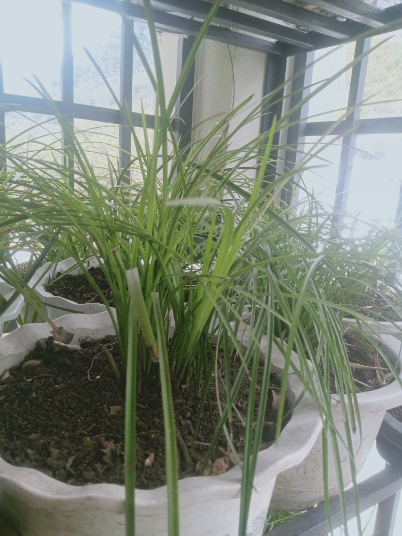 野生连辨兰云南特色