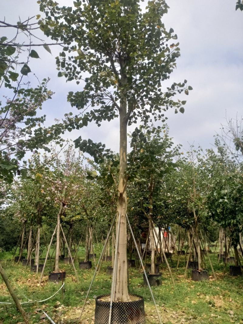 福建省漳州市供应绿化庭院设计，菩提树，产地直销价大小规格