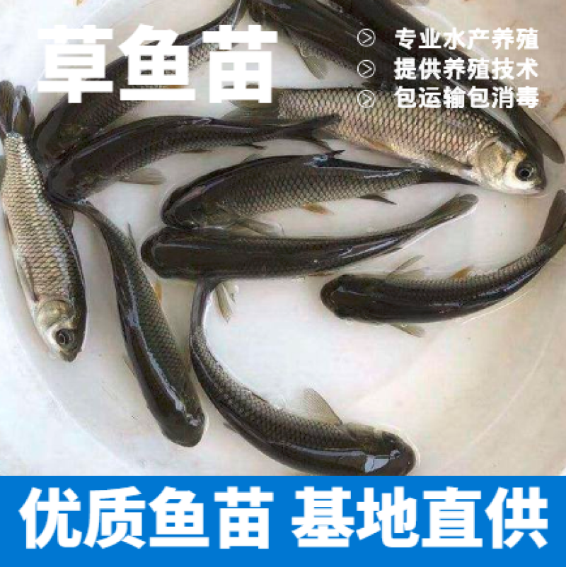 广草鱼5号鱼苗批发出售鱼场直供一手货源质量好包运输技术