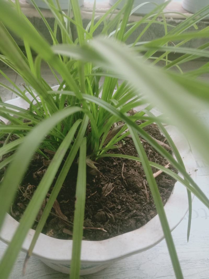 野生连辨兰云南特色