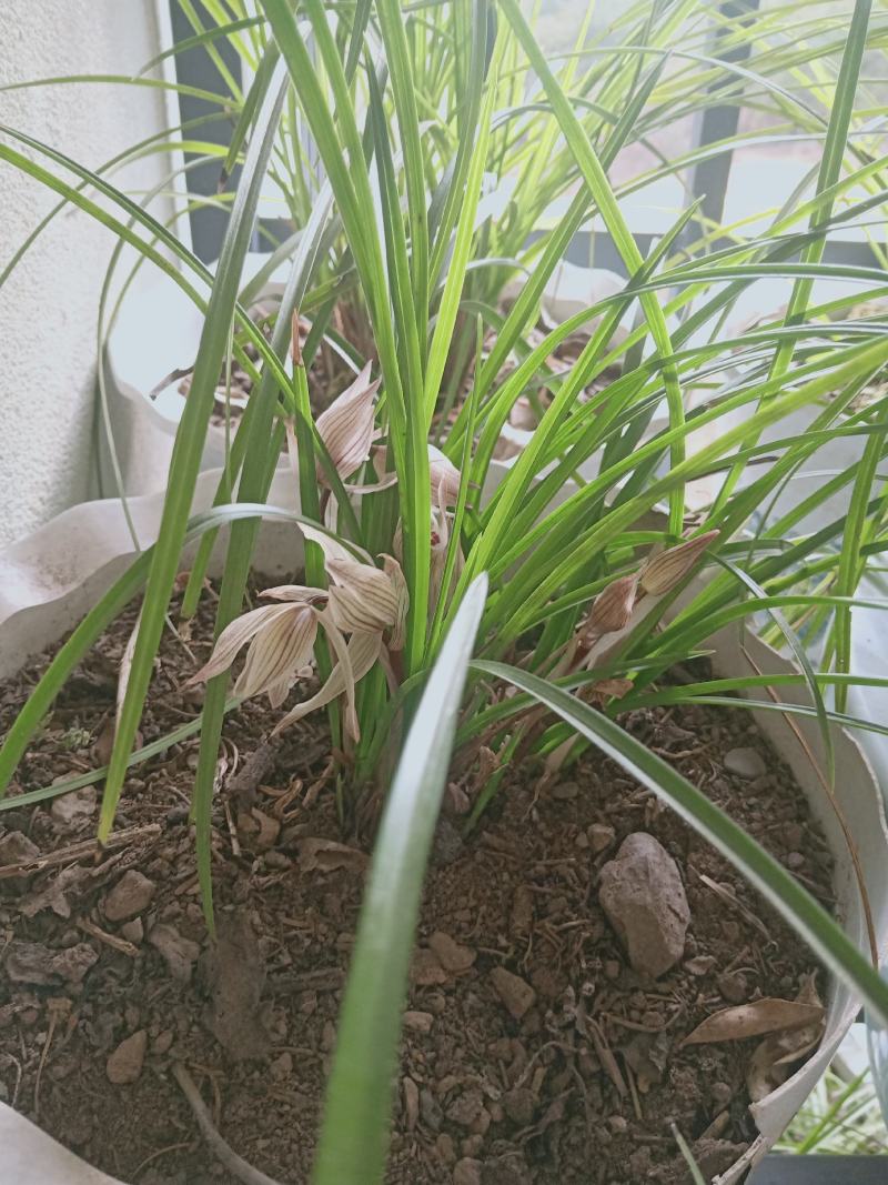 野生连辨兰云南特色