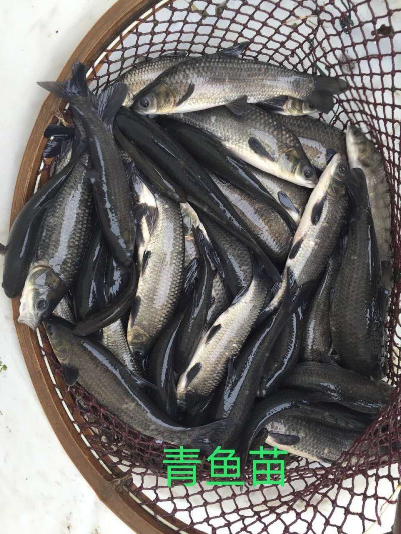 《青鱼苗》批发出售鱼场直销包运输提供养殖技术货到付款
