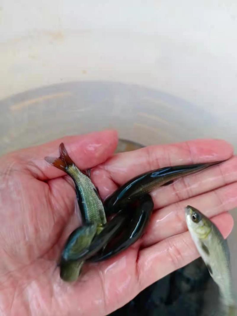 《青鱼苗》批发出售鱼场直销包运输提供养殖技术货到付款