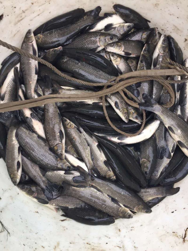 《青鱼苗》批发出售鱼场直销包运输提供养殖技术货到付款
