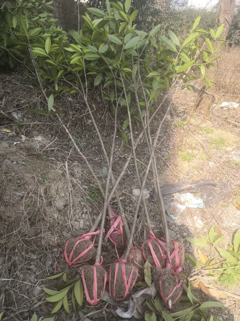桂花树八月桂金桂银桂丹桂四季桂零售批发农户现挖