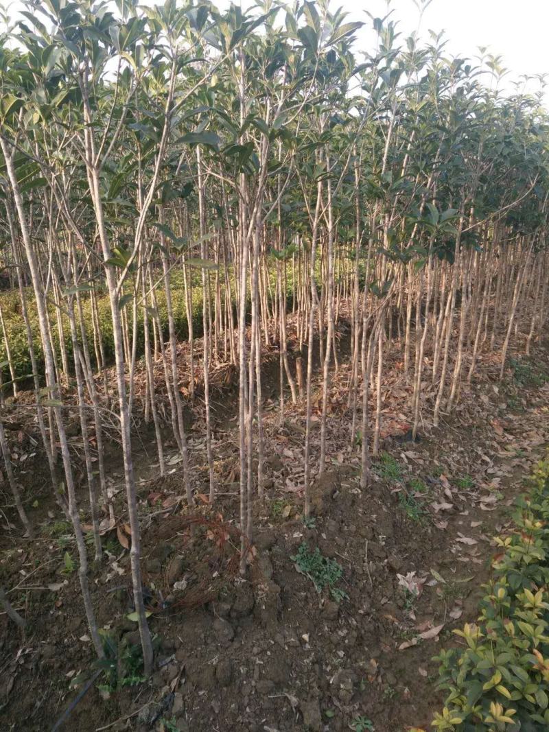 桂花树八月桂金桂银桂丹桂四季桂零售批发农户现挖