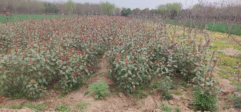 陕西周至自家苗圃红叶石楠大田苗/营养体工程苗规格齐全