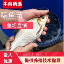 《鳊鱼苗》批发出售精品鱼种大量出售水库池塘养殖适应包运