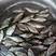 《鳊鱼苗》批发出售精品鱼种大量出售水库池塘养殖适应包运