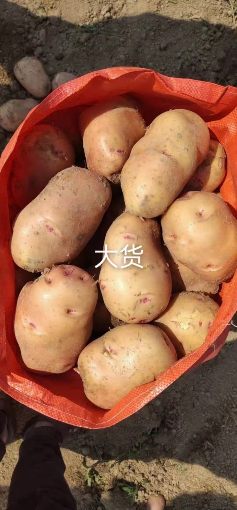 合作88号大货商品洋芋，诚信经营，力求共赢。