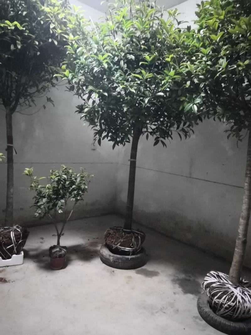 桂花树八月桂金桂银桂丹桂四季桂零售批发农户现挖