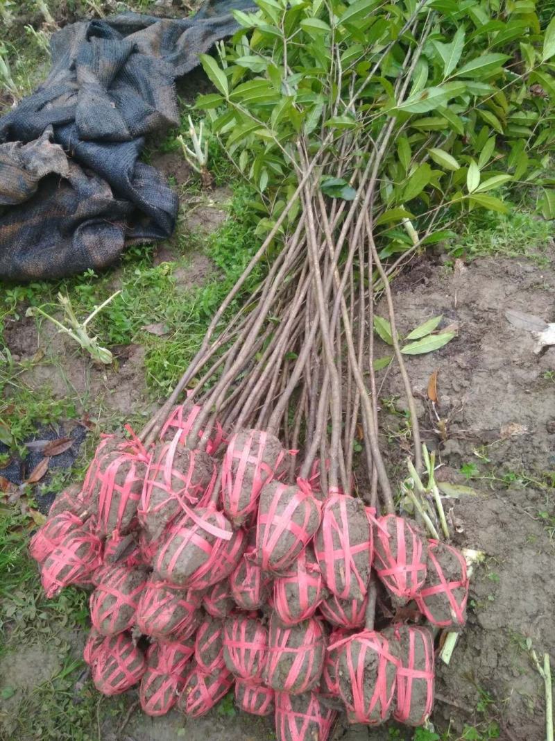 桂花树八月桂金桂银桂丹桂四季桂零售批发农户现挖