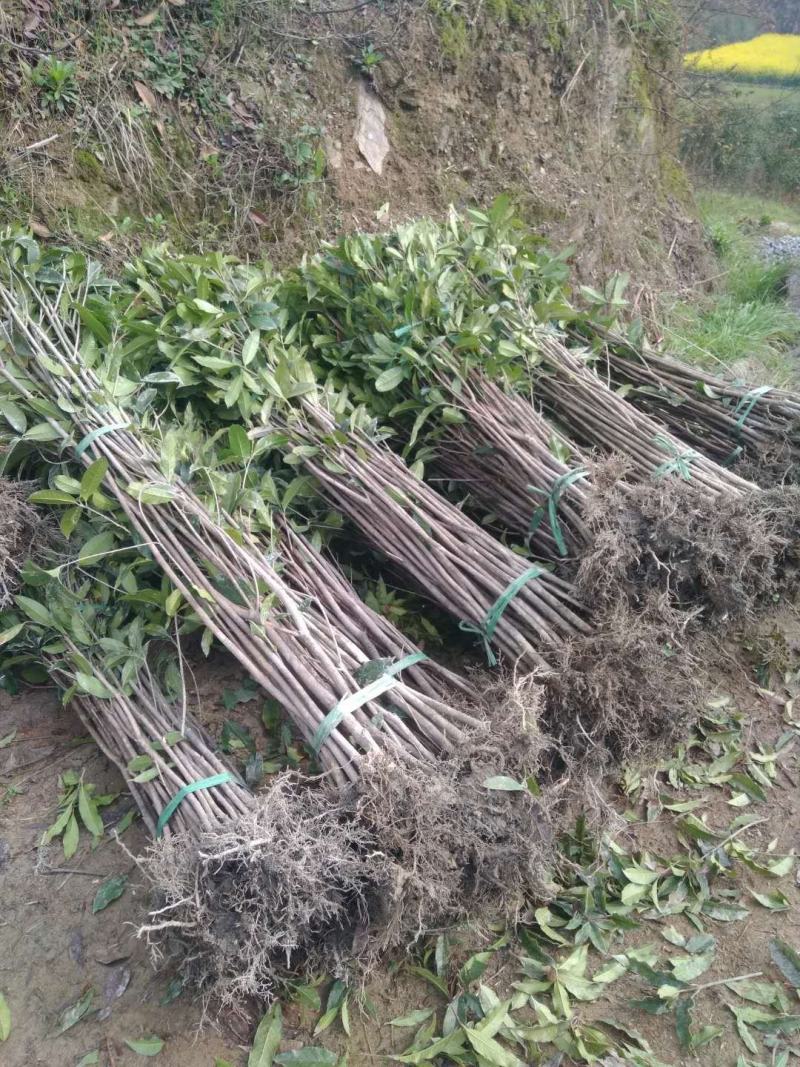 桂花树八月桂金桂银桂丹桂四季桂零售批发农户现挖