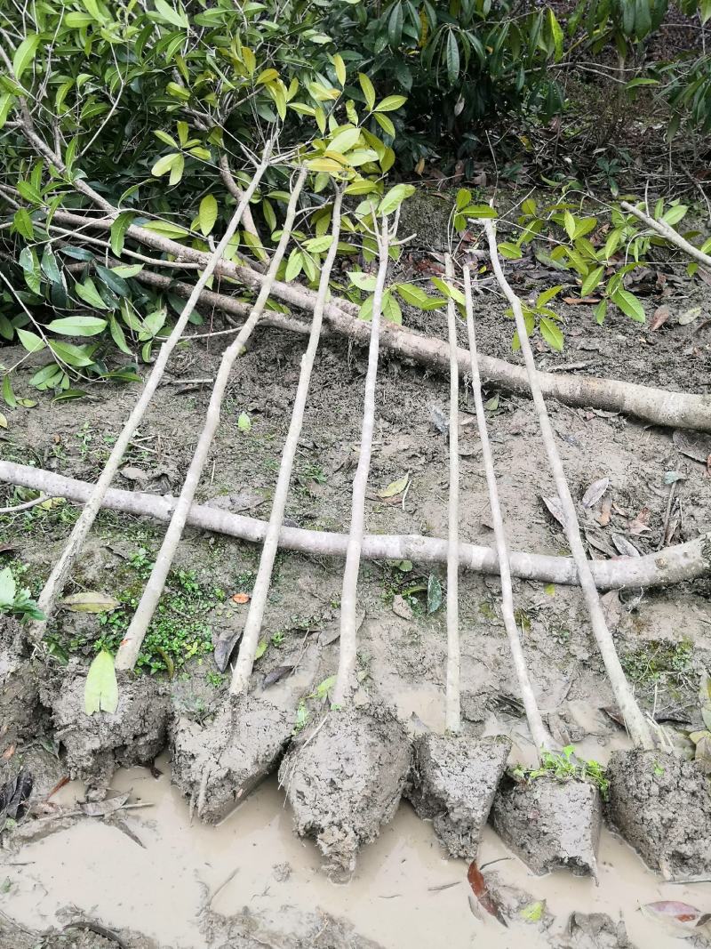桂花树八月桂金桂银桂丹桂四季桂零售批发农户现挖