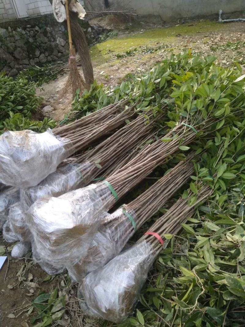 桂花树八月桂金桂银桂丹桂四季桂零售批发农户现挖