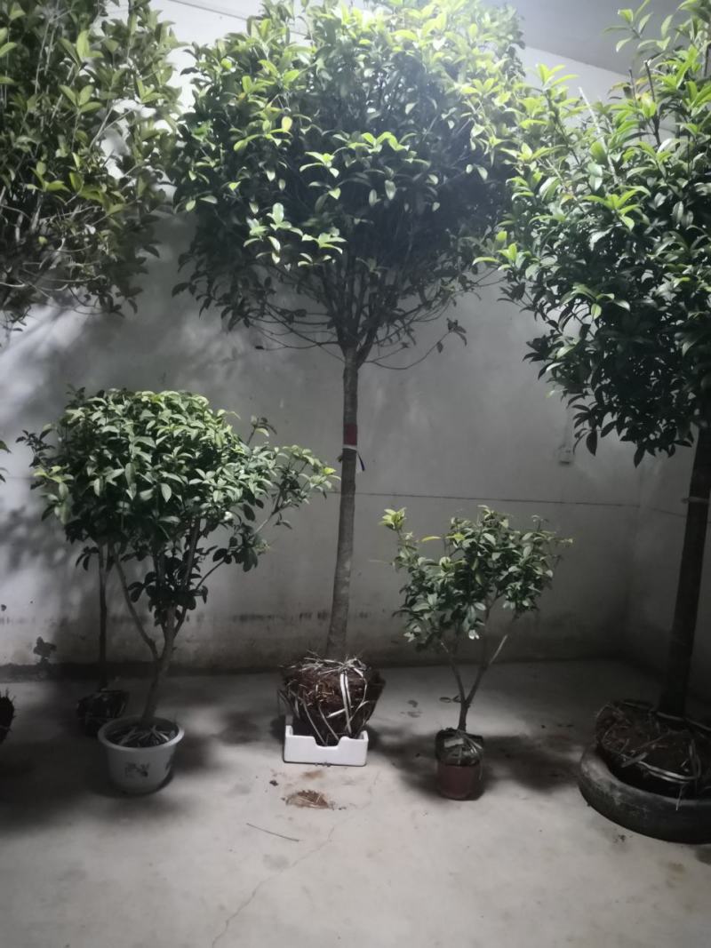 桂花树八月桂金桂银桂丹桂四季桂零售批发农户现挖