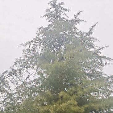 自家种植3米/6米雪松，价格实惠，欢迎就近选购